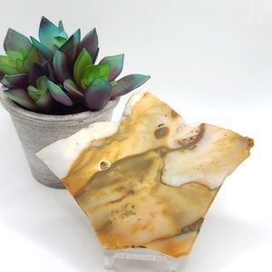 Natural Wild Horse Picture Jasper Druzy Slab C